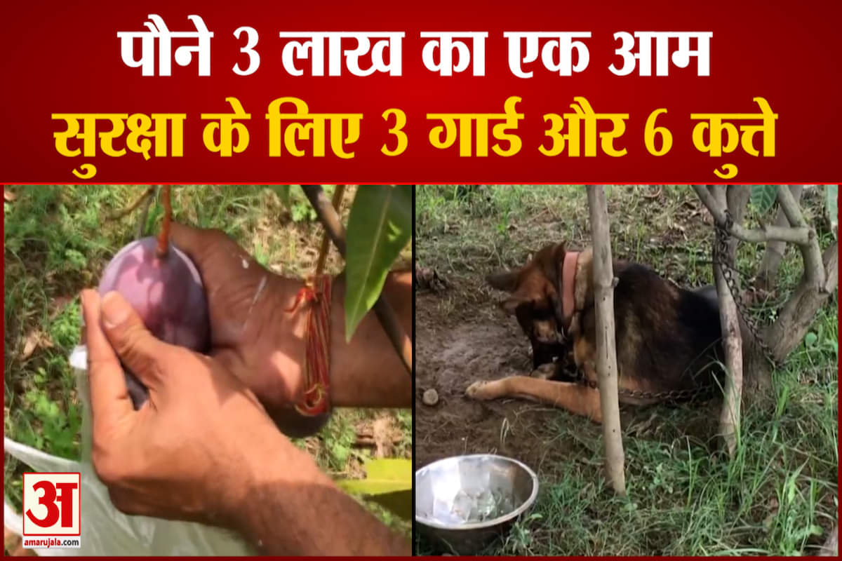 देखें पौने 3 लाख का आम