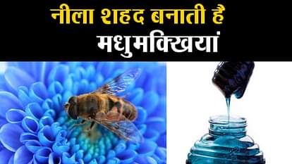 interesting facts about mysterious bees which gives blue honey