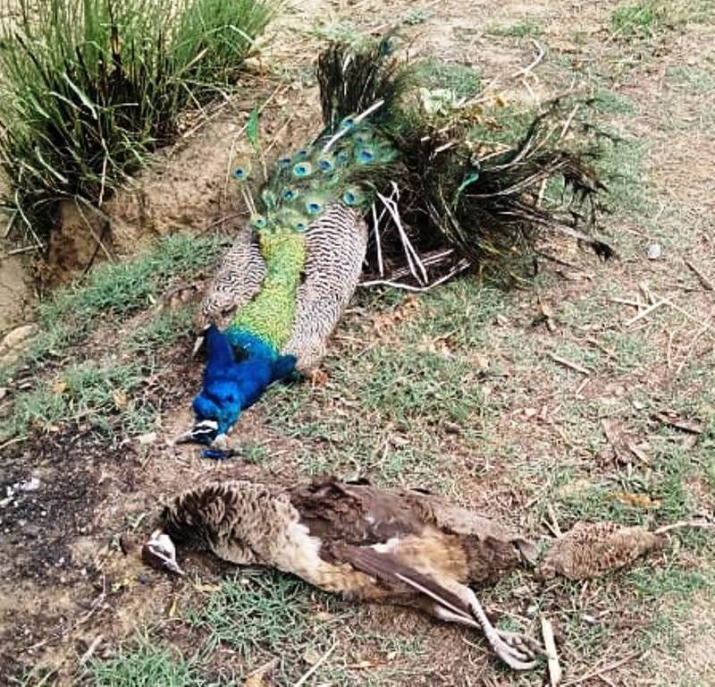 peacock,peacock murder,peahen murder,peahen,UP peacock,UP forest department,DFO firozabad,teetar,teetar bird