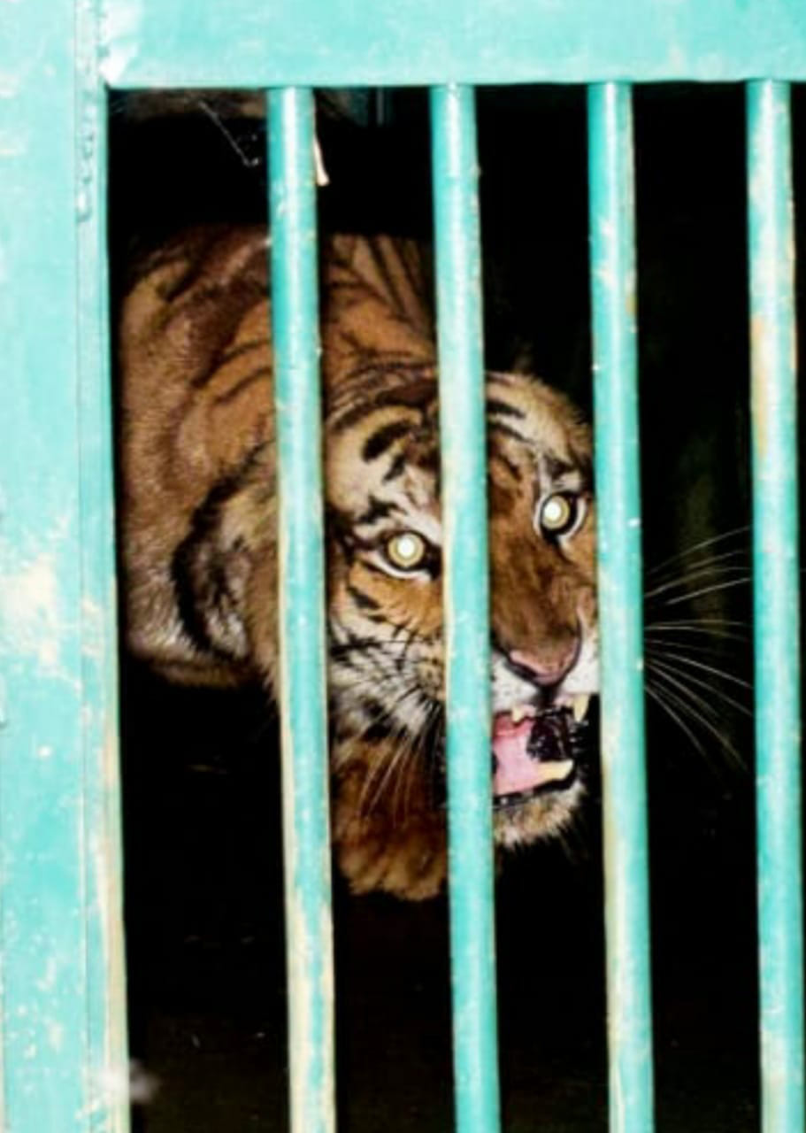 wild animal