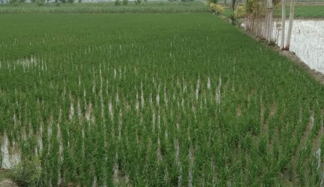 The possibility of false Kanduva disease increased in paddy crop