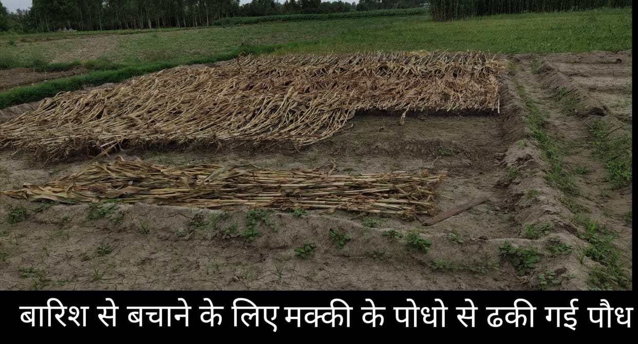 Cabbage growers suffered due to rain