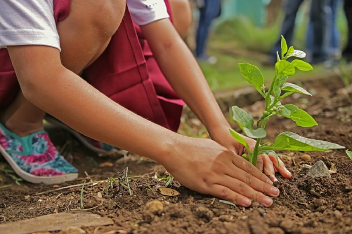 Harela 2022, More than 15 lakh saplings will be planted on Harela festival in uttarakhand
