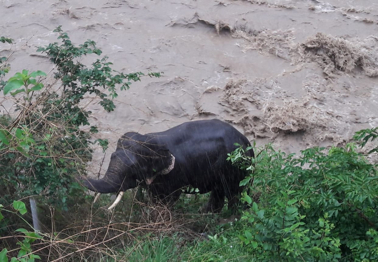 Elephant trapped on the banks of Khoh river