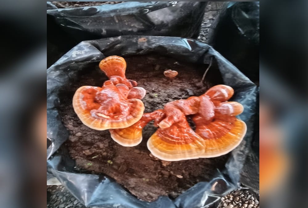 Uttarakhand News: UCOST developed Ganoderma species Of Mushroom