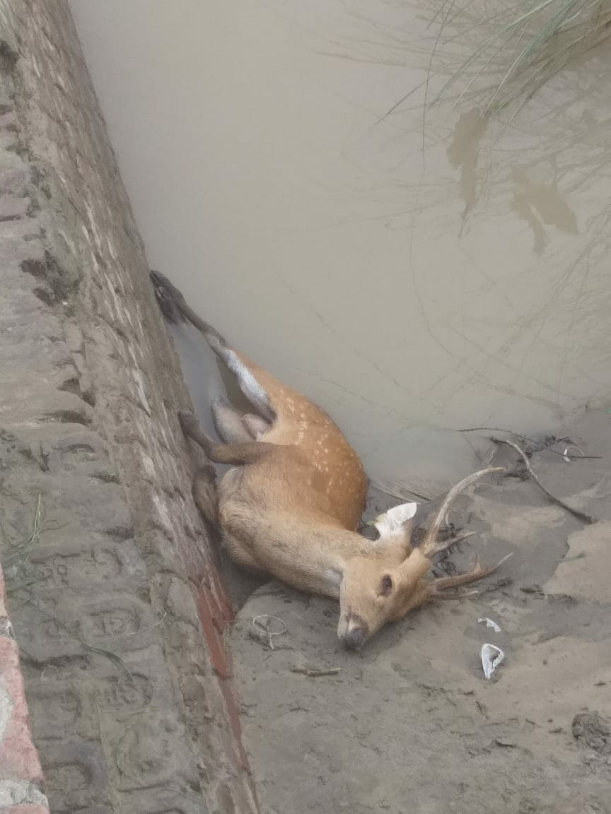 wild animal