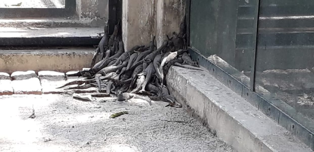 233 children of alligators came out of eight nests, the number increased