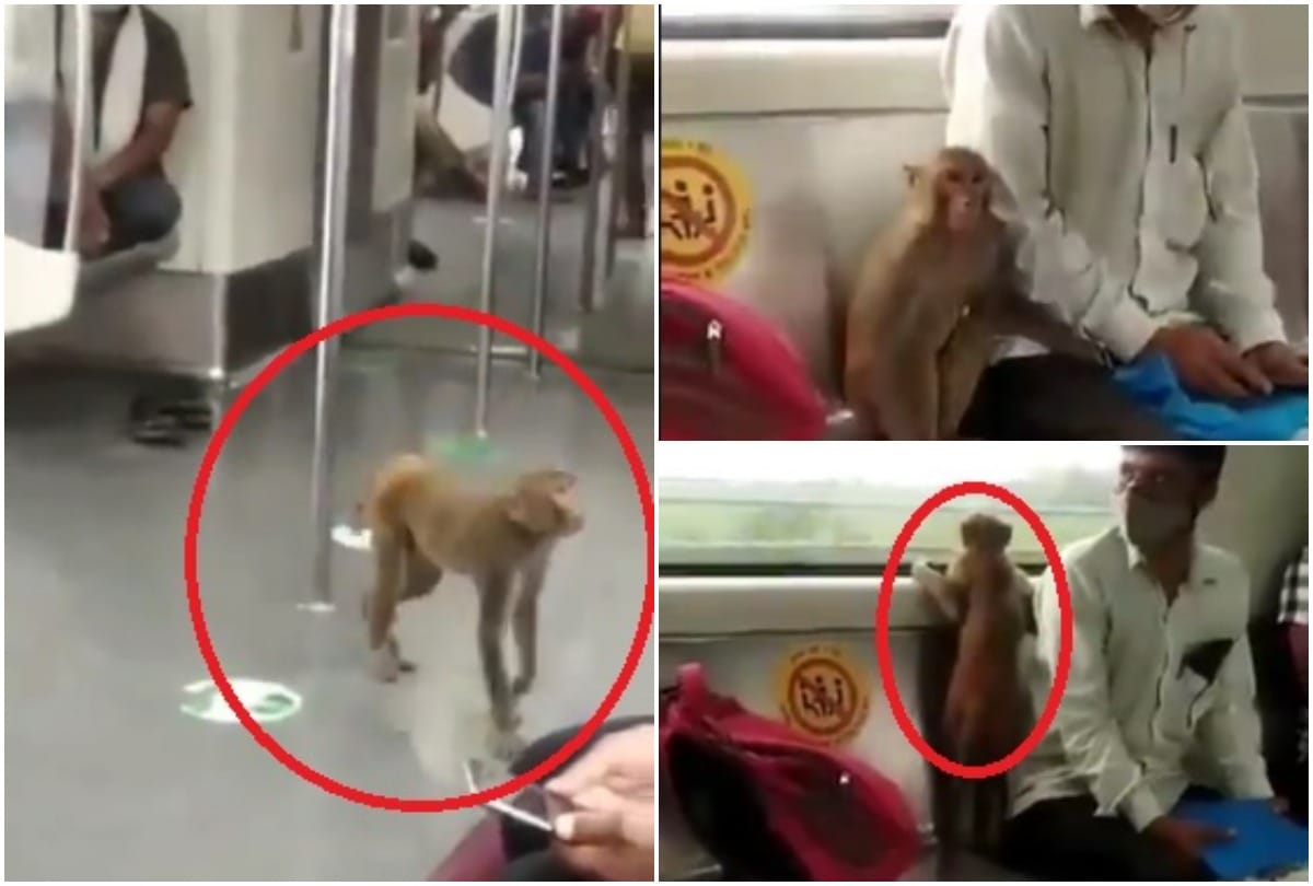 if monkey did not run away from metro then passengers have to get down travel in another train