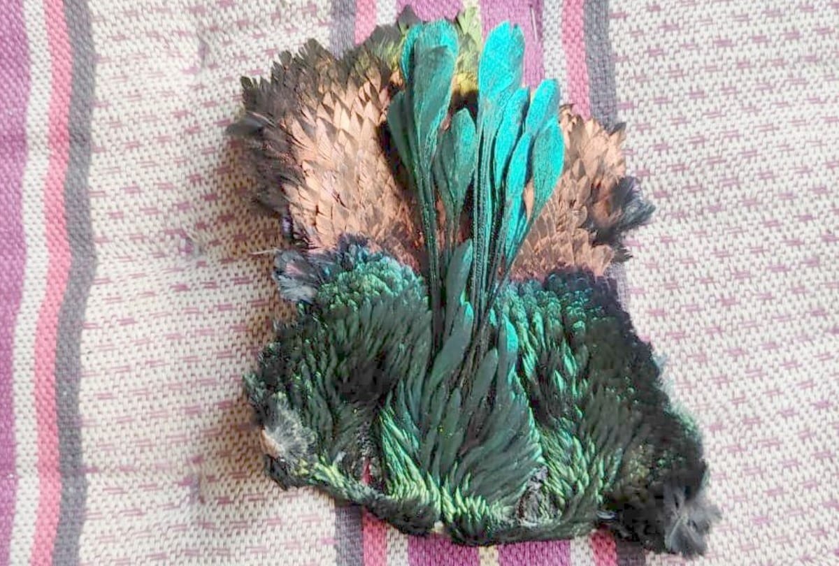 six arrested in peacock poaching case in chamba himachal pradesh
