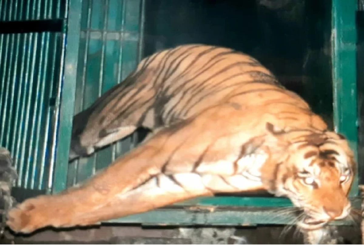Tigress sent to dudhwa jungle in pilibhit