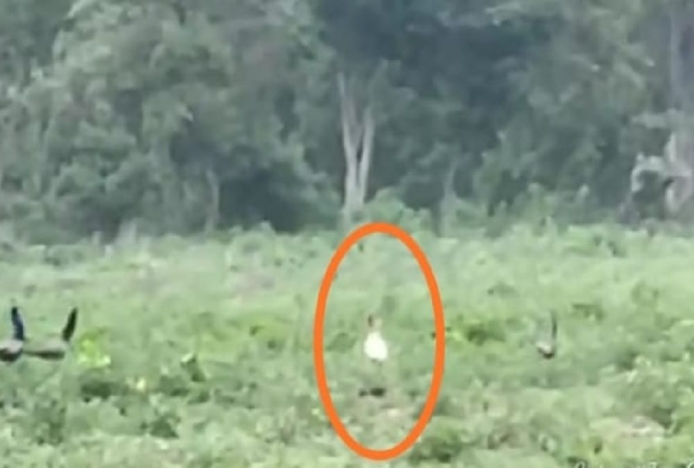 Corbett Tiger Reserve: White peacock seen for the first time in Corbett Jhirna range