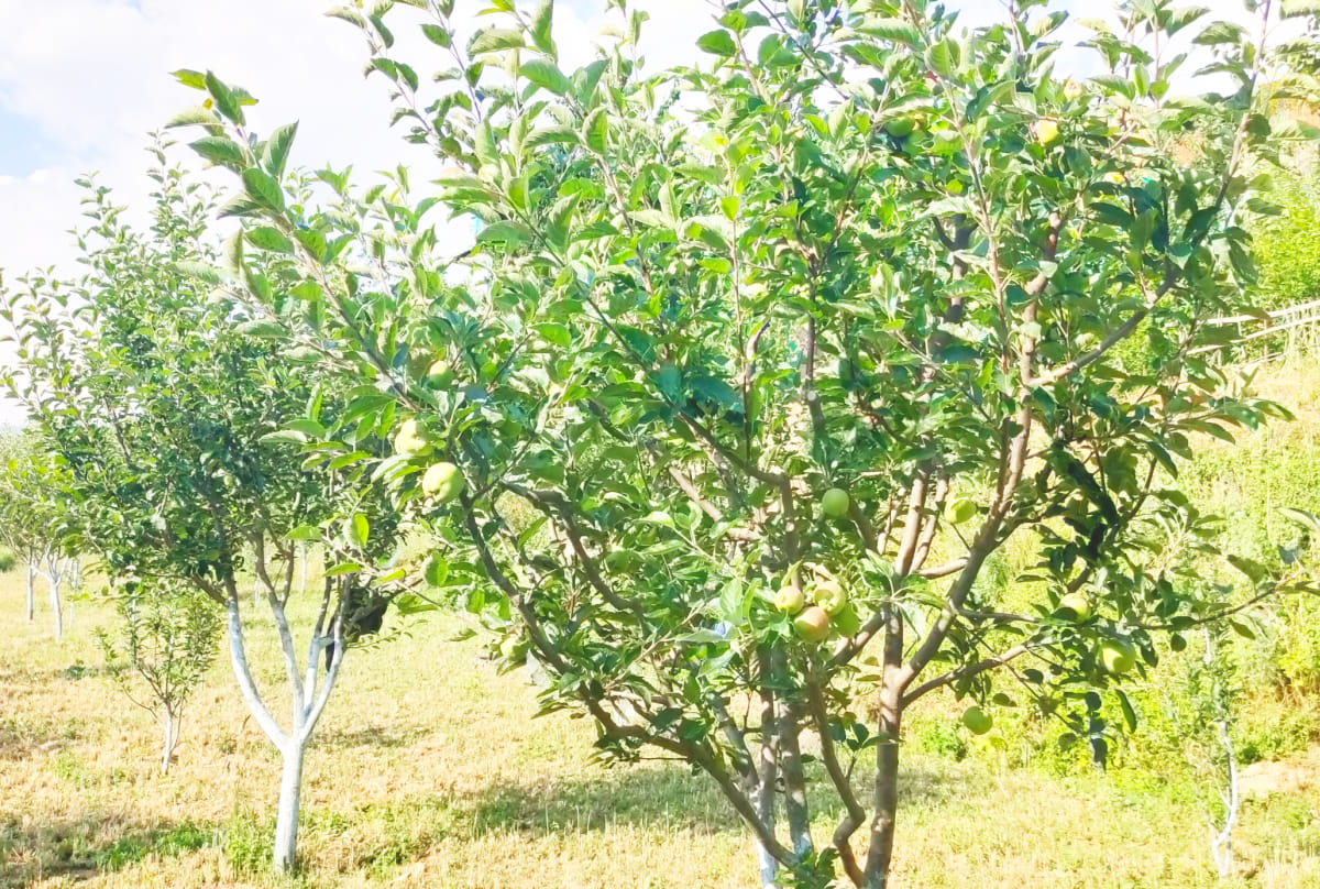 Traders did not reach to buy apple-pear orchards