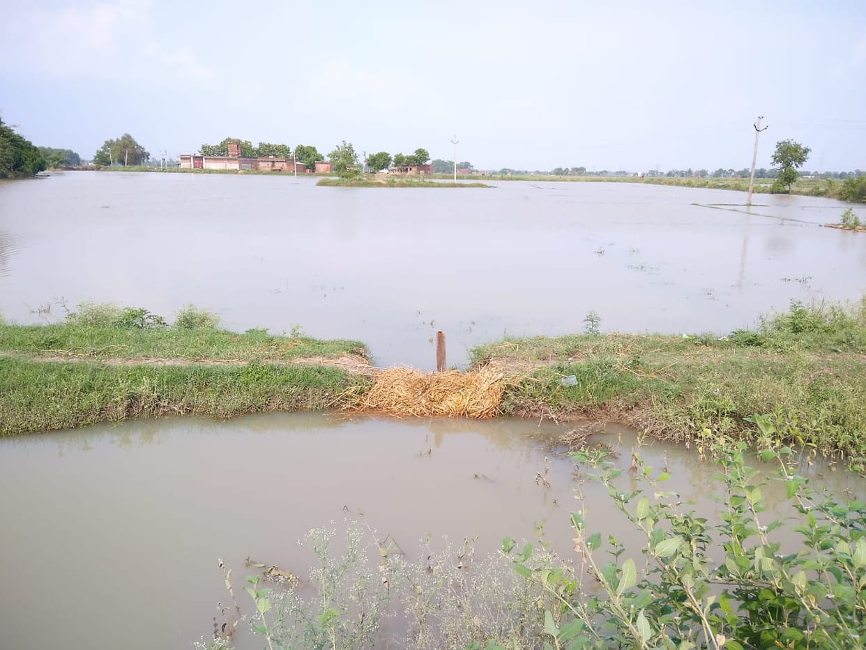 Paddy nurseries submerged due to minor embankment breaking