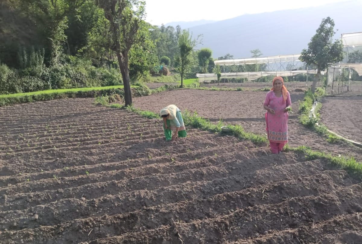 Himachal News: tulsi farming in bilaspur himachal pradesh