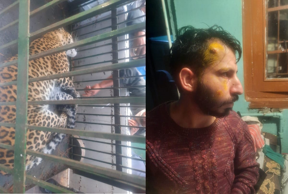 Shimla news: Leopard Attack On Youth in krishna nagar shimla himachal pradesh