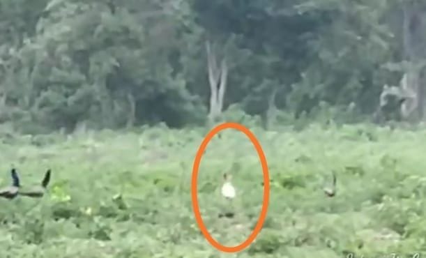 White peacock seen in Corbett Park