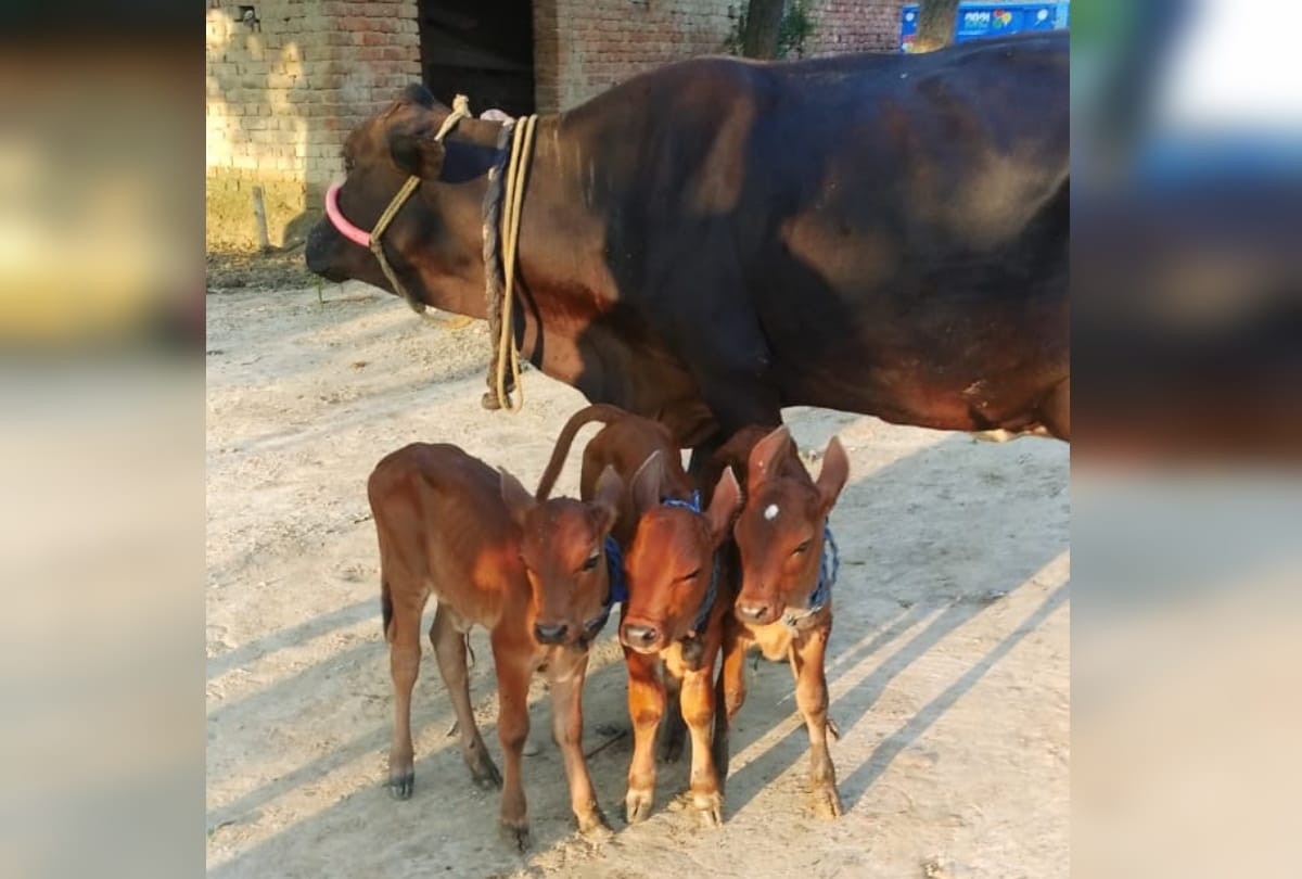 Cow gave birth to three calves in Gorakhpur