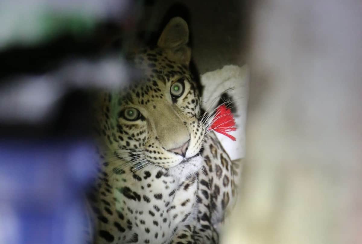 wildlife sos caught leopard from the house in Agra