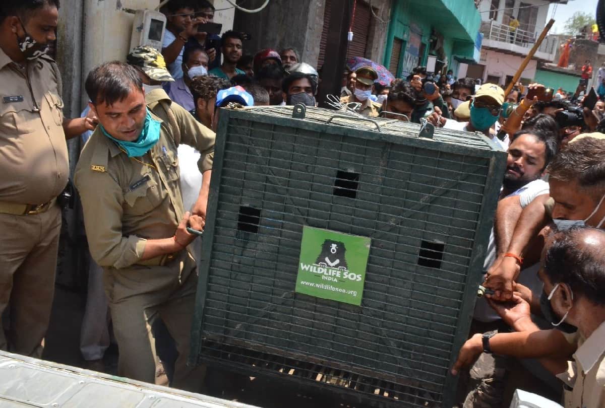 wildlife sos caught leopard from the house in Agra