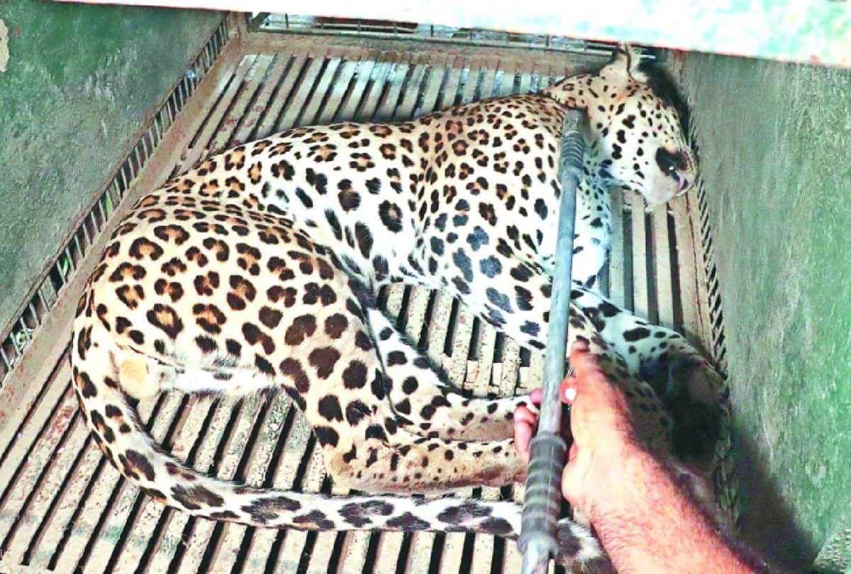 wildlife sos caught leopard from the house in Agra