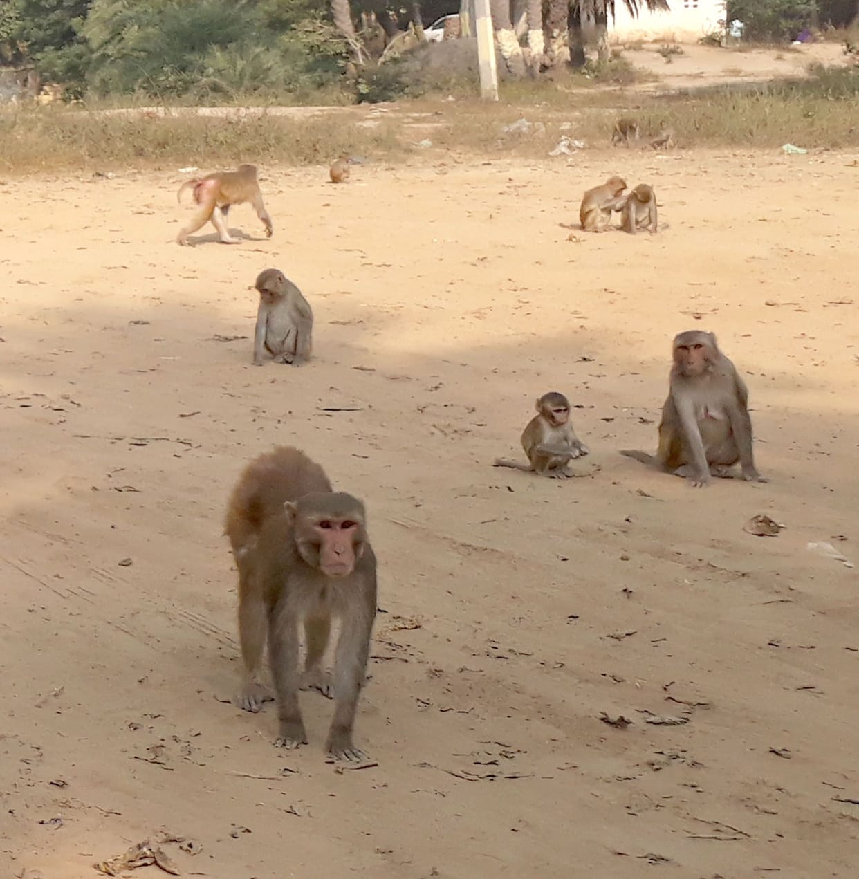 Monkey menace increased in rural areas, attacking people who came