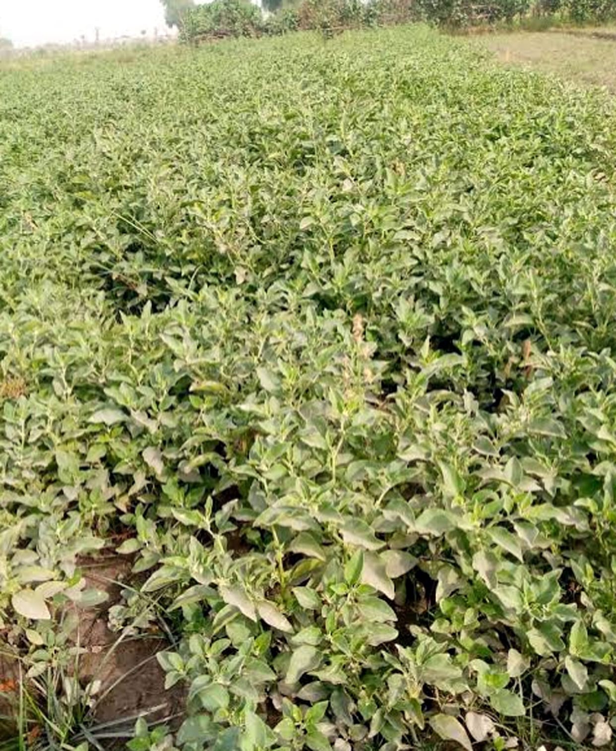 herbs plant,herbs farming,herbs farming kasganj,agricuture kasganj,agricuture news,agriculture land,farming business