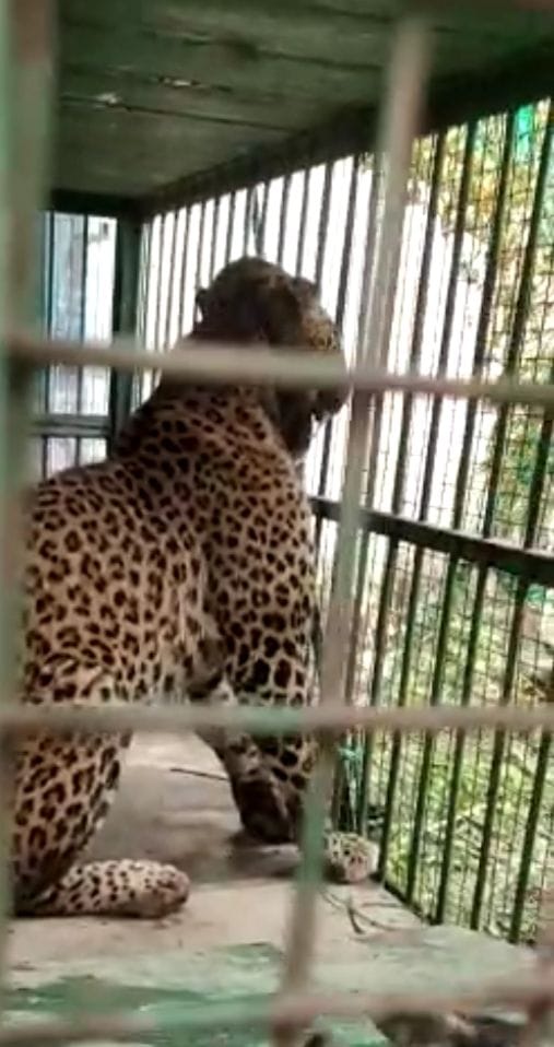 Number of leopards increased in Valmiki Tiger Reserve