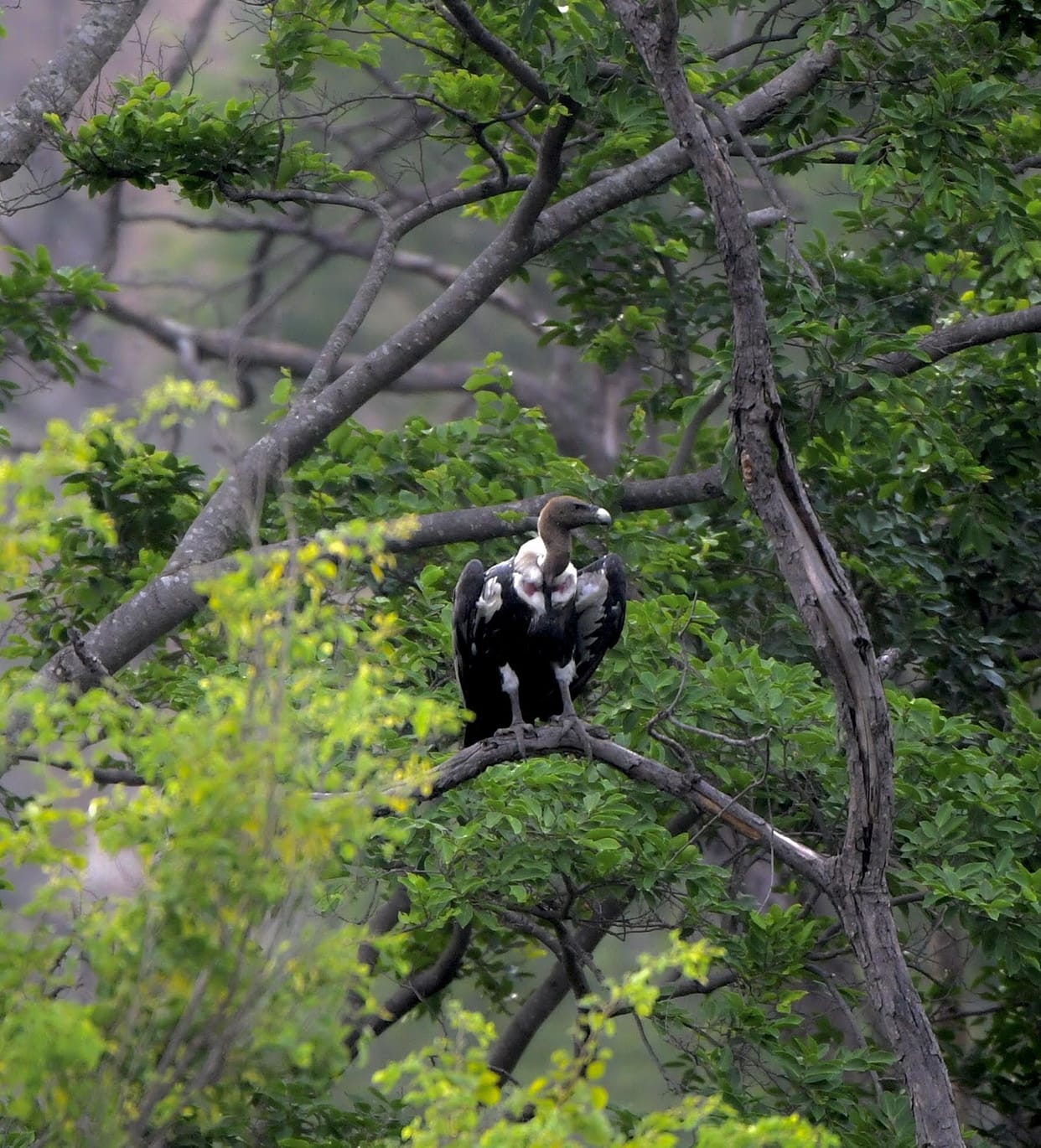 Five rare white vultures spotted near Corbett