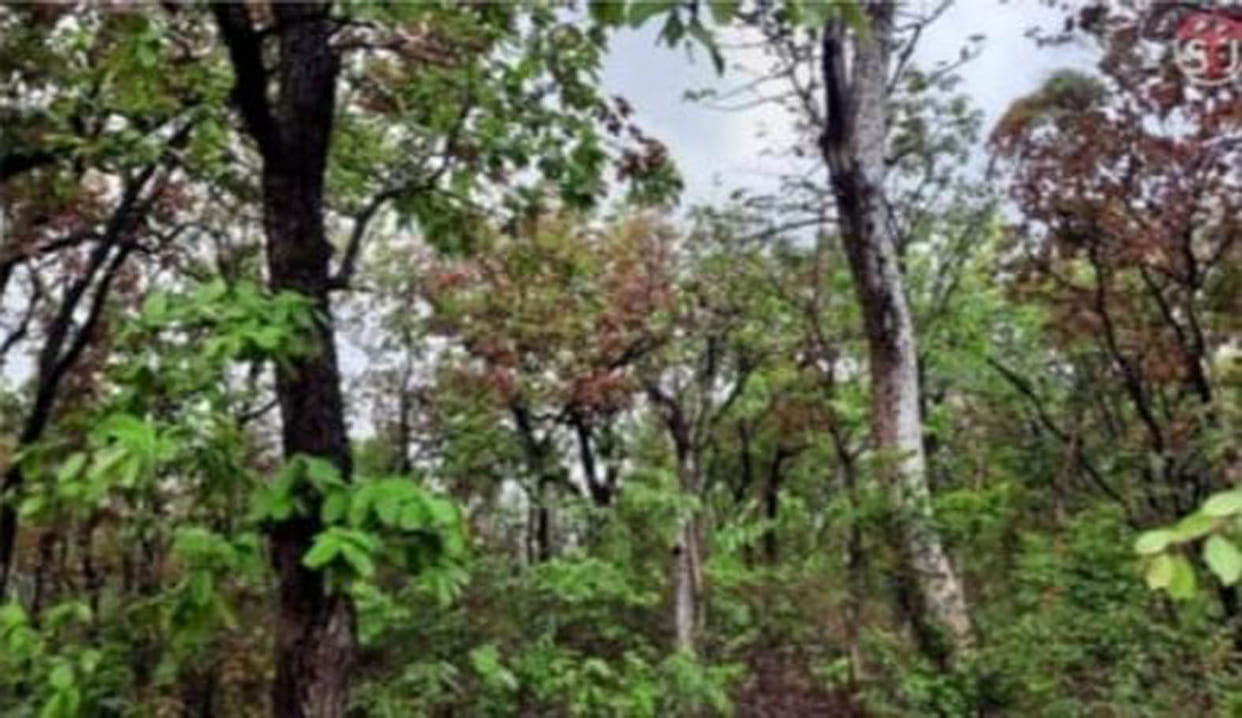 Campaign to save Buckwheat intensified