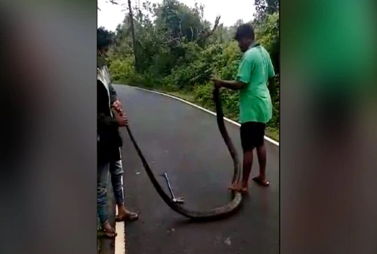 Man caught giant king cobra in jungle then did  shocked activity, watch viral video