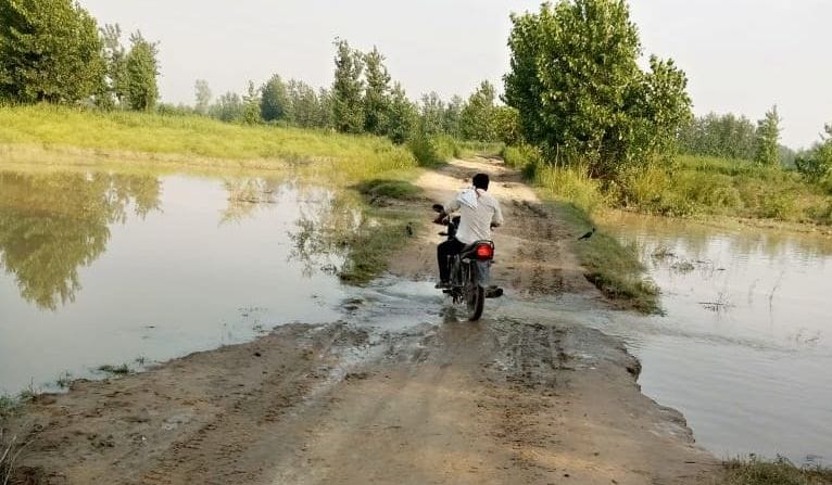 Kosi water entered the fields, damage to mentha crop