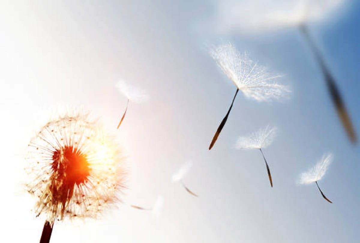 Rainy season diseases Allergic rhinitis also called hay fever symptoms causes and prevention tips
