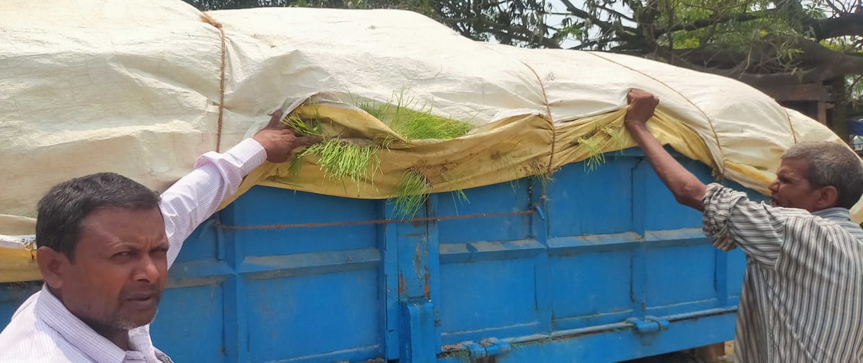 Wheat grown in the trolley at the purchasing center itself