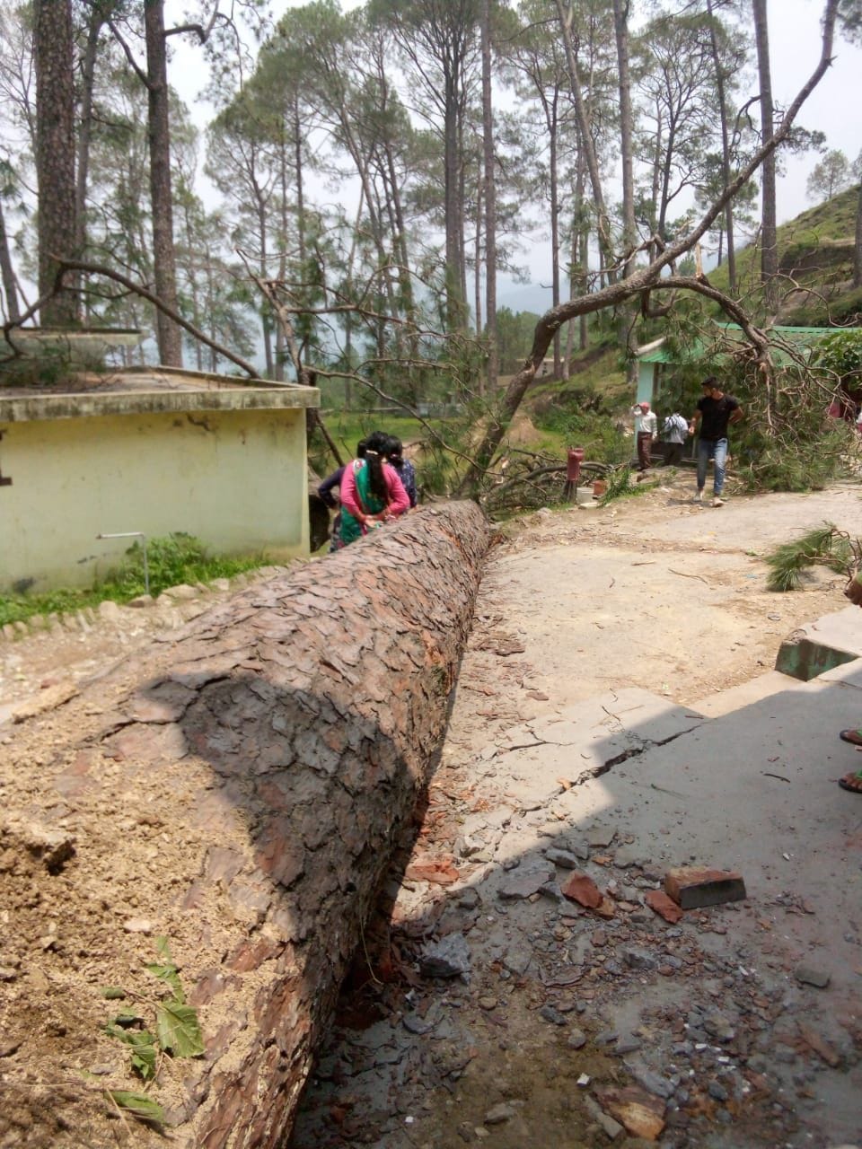 Tree fell on old woman, death