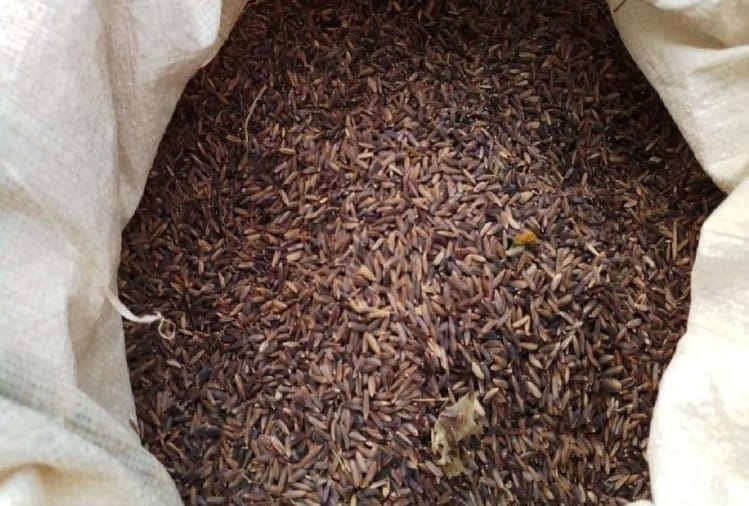 Four Special Black Rice Astrological Remedies Know Kale Chawal Ke Upay In Hindi Amar Ujala