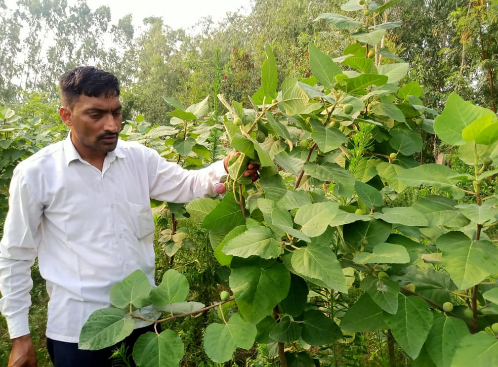 The sweetness of profit from fig gardening