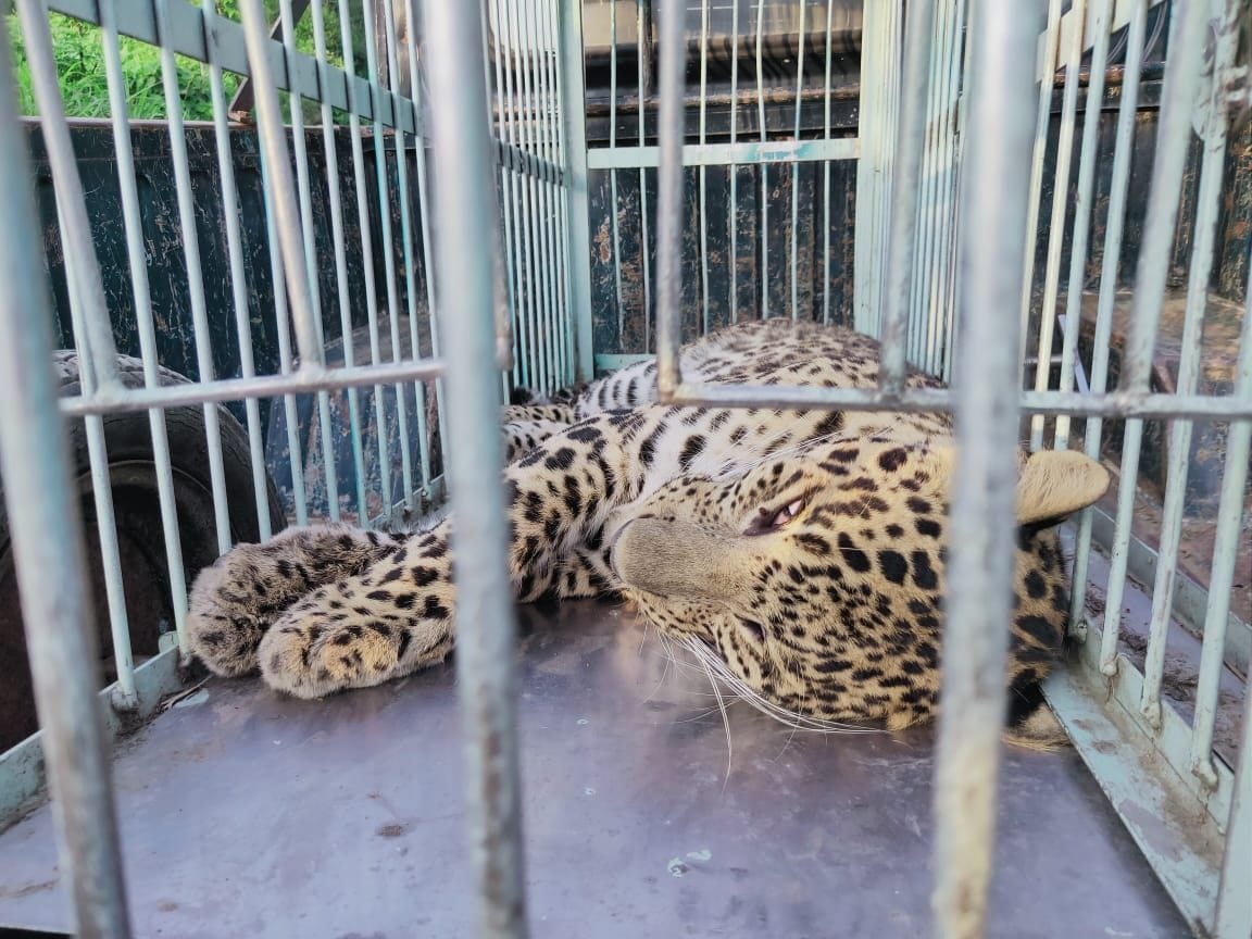 One leopard was found alive