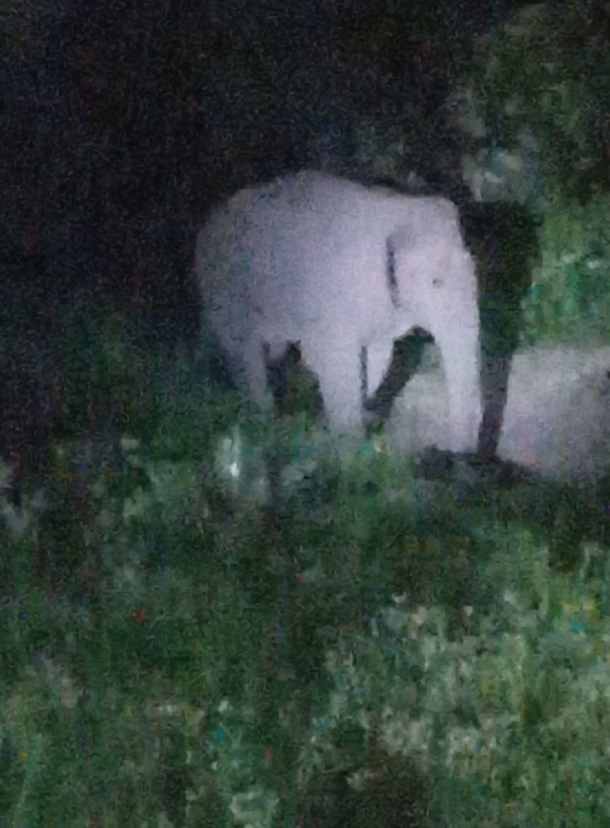 Elephant entered Amba village at night, three injured in stampede