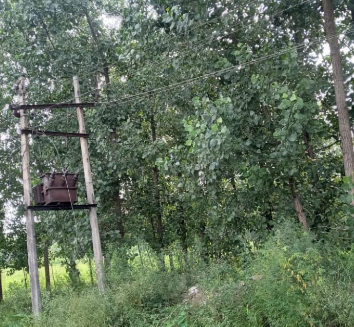 Five buffaloes died after being hit by power lines