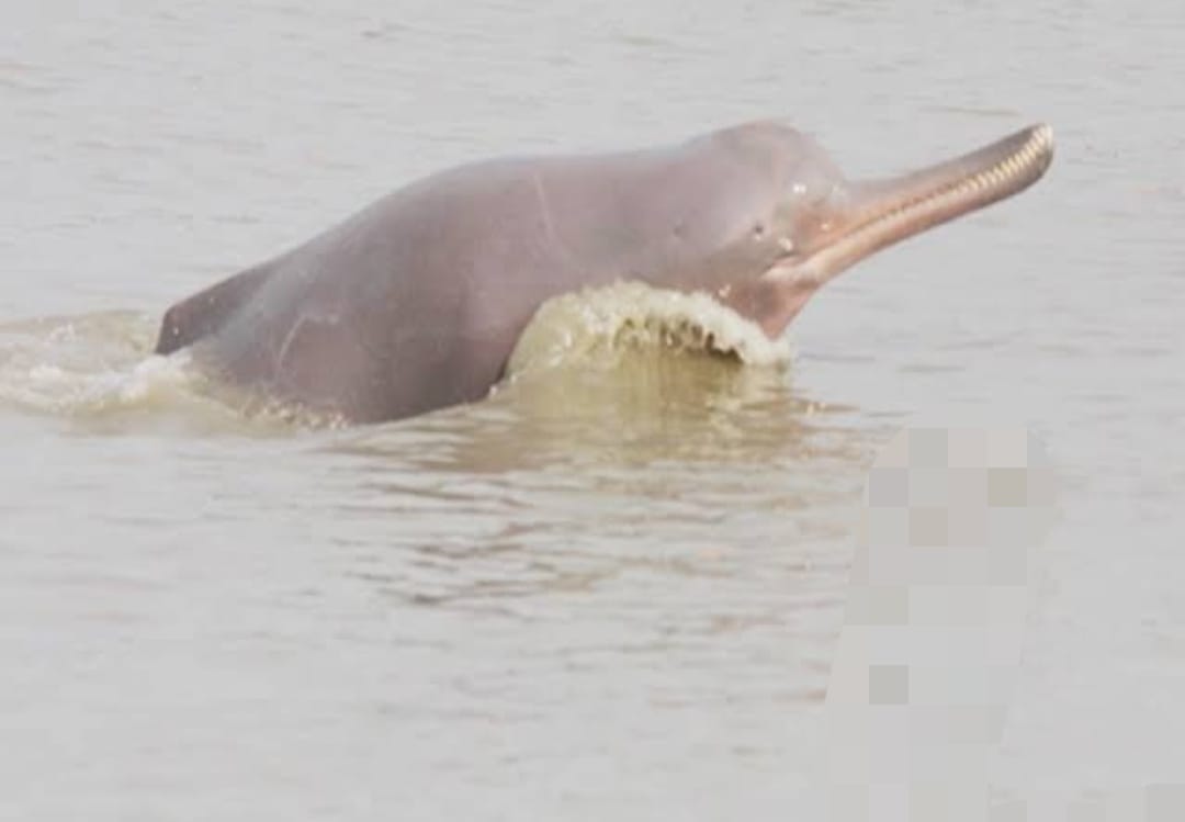 ganga,chambal,etawah news,dolphins,playing