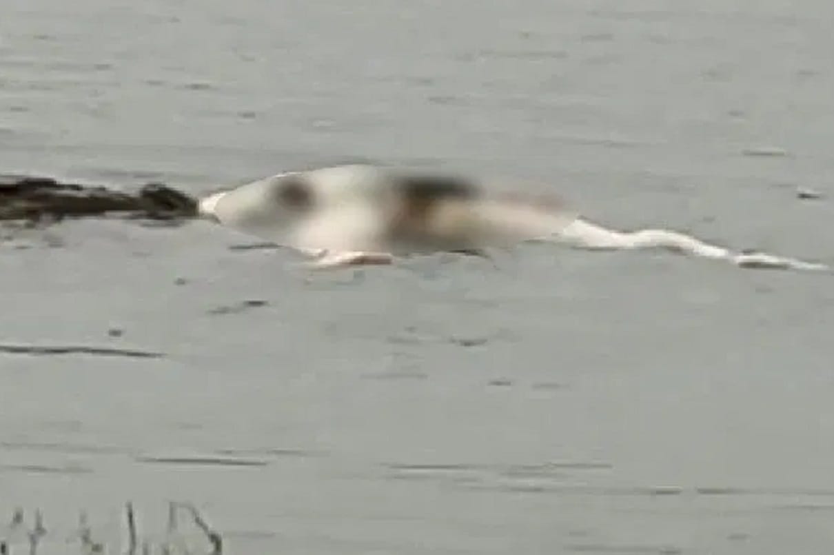 crocodiles tear into dead body in narmada river in vadodara video viral