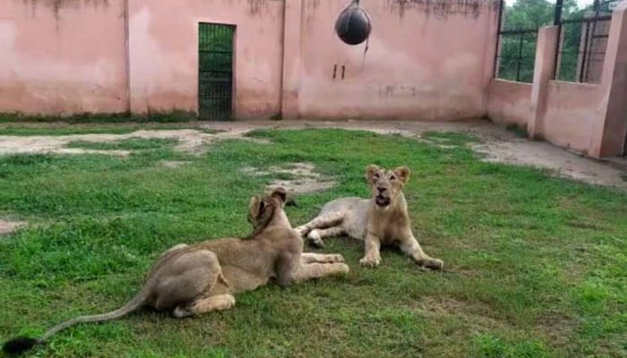 etawah news,corona,negative report,lioness,jennifer and gauri