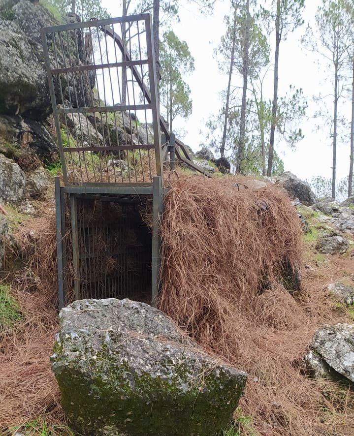 Leopard in Gangolihat