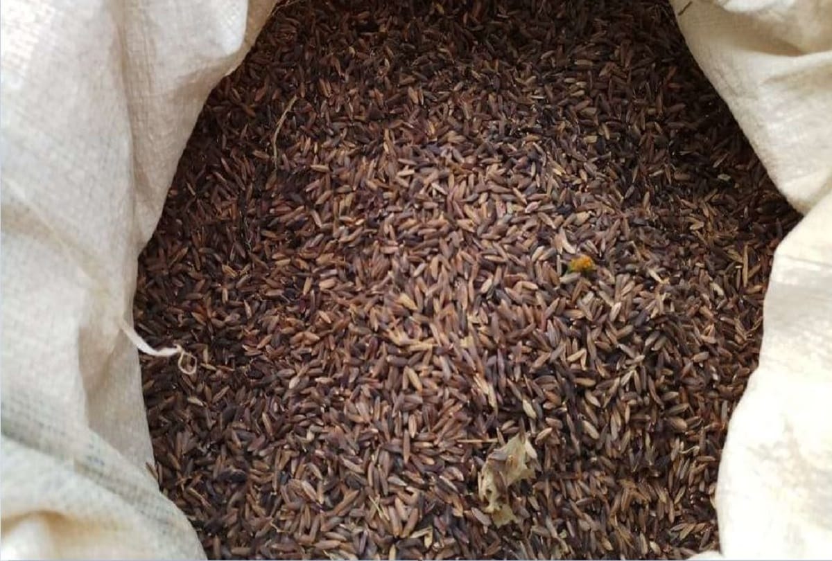 Four Special Black Rice Astrological Remedies Know Kale Chawal Ke Upay in Hindi