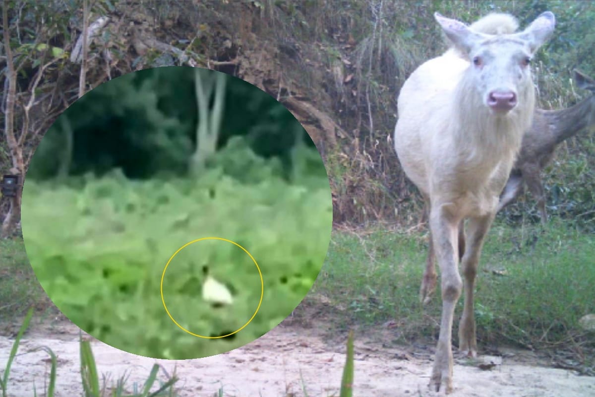 white peacock to white sambar Rare animals seen in the forests of Kalagarh