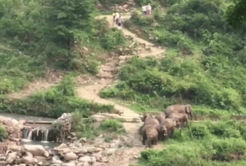 Uttarakhand News: Elephant Attack on people during take Selfie in Kotdwar River