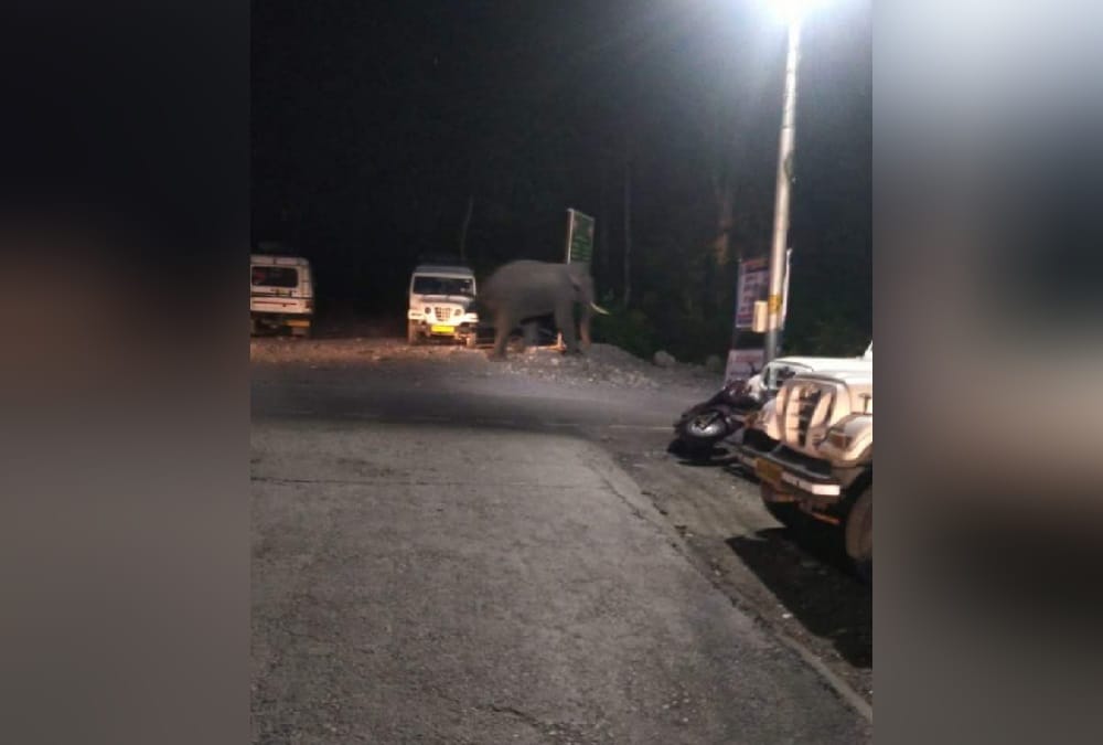 Uttarakhand News: Elephant Attack on people during take Selfie in Kotdwar River
