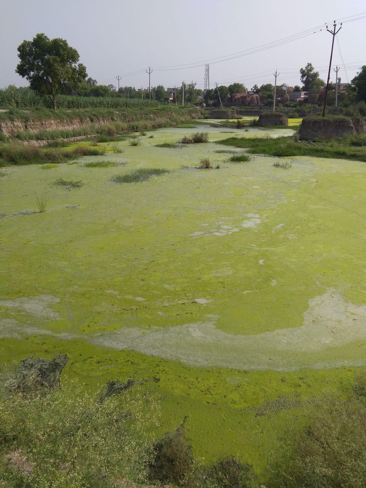 The pond became the origin of the Kali river in the Antwara of Muzaffarnagar.