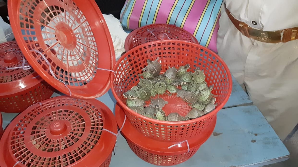 460 tortoise found, one arrested