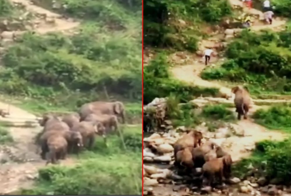 Uttarakhand News: Elephant Attack on people during take Selfie in Kotdwar River